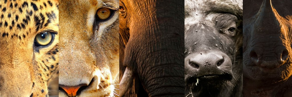 animals